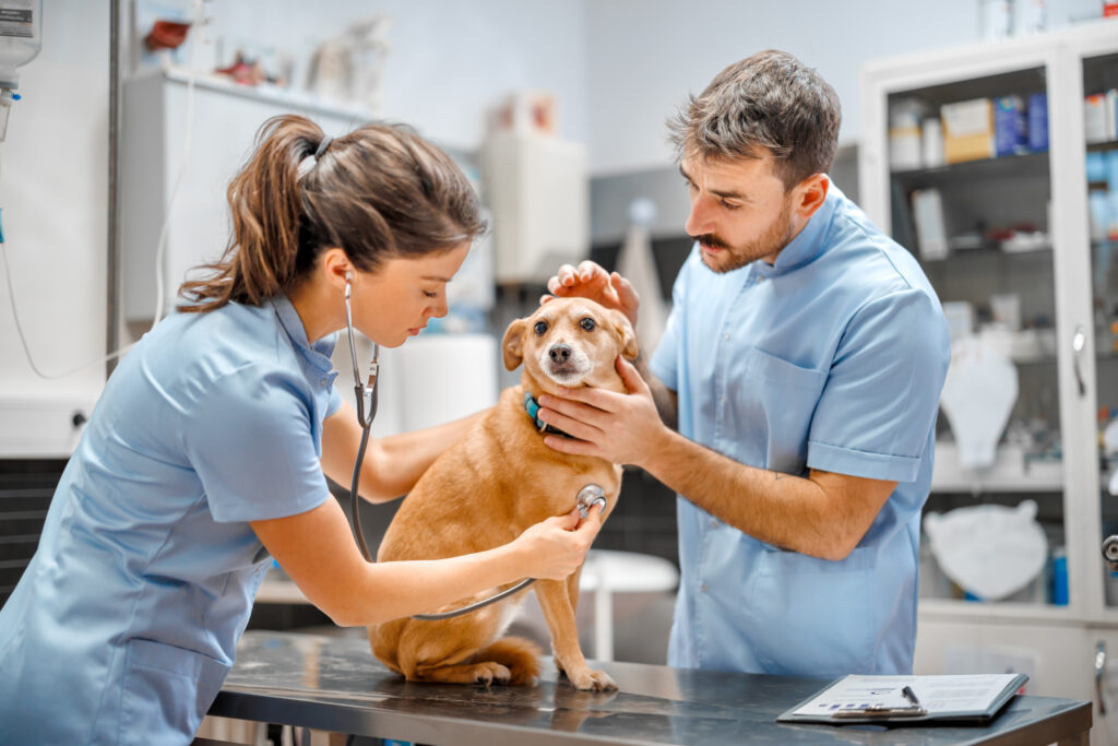 Veterinarian examining dog in veterinary clinic.Visit to veterinary clinic. Healthcare of your pet.