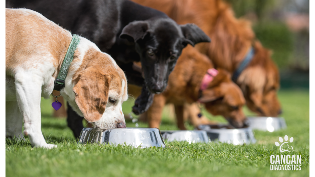 The Role of Diet and Nutrition in Supporting Dogs with Cancer