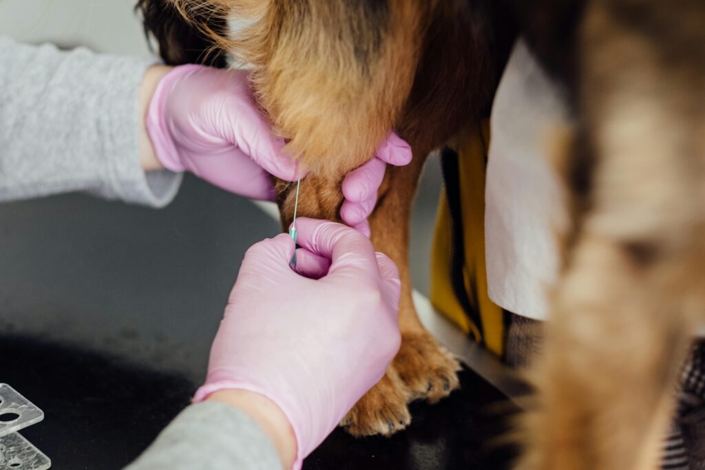 Revolutionising Canine Health: The Benefits of Liquid Biopsy in General Veterinary Practice